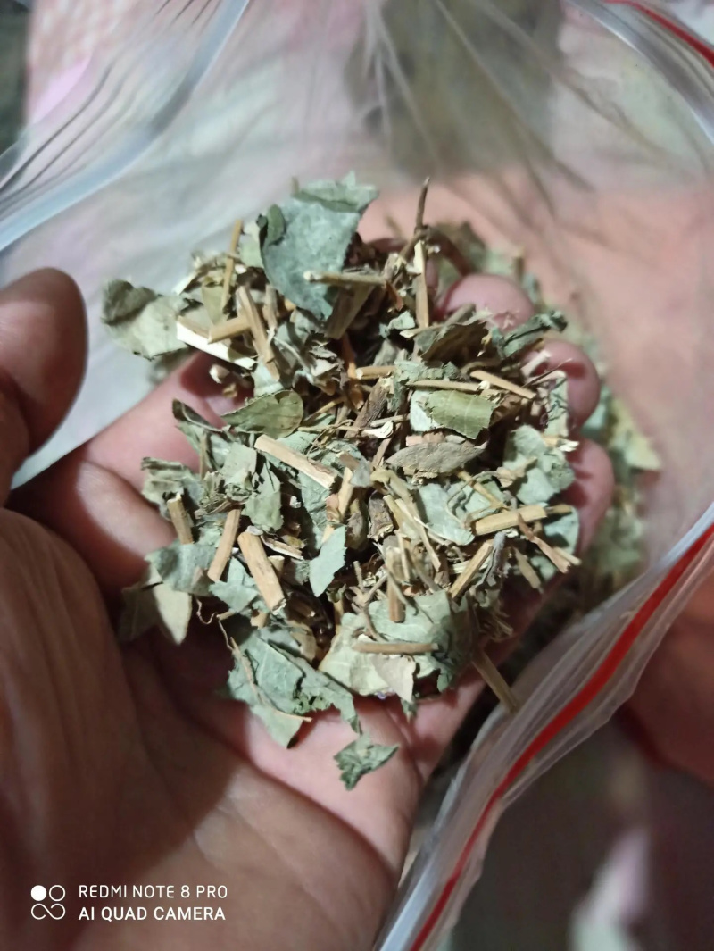 各种大叶金钱草小叶金钱草干净无渣
