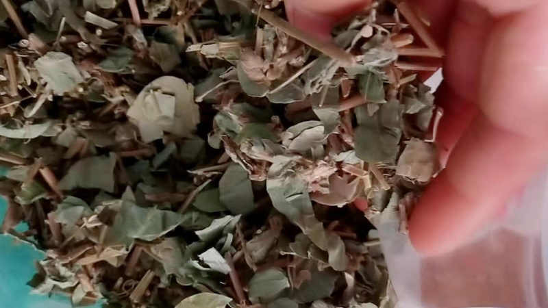 各种大叶金钱草小叶金钱草干净无渣