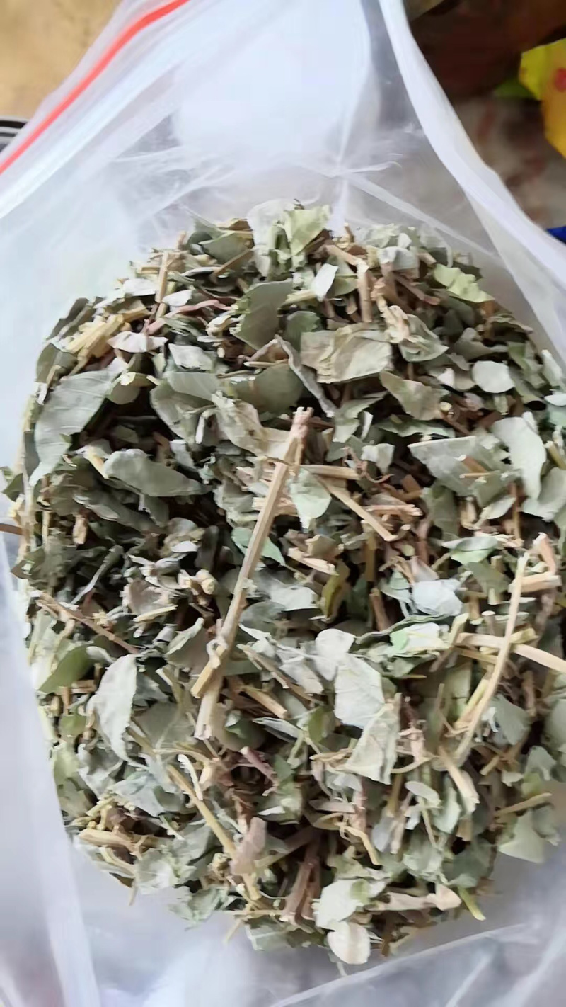 各种大叶金钱草小叶金钱草干净无渣