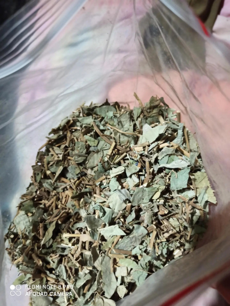 各种大叶金钱草小叶金钱草干净无渣
