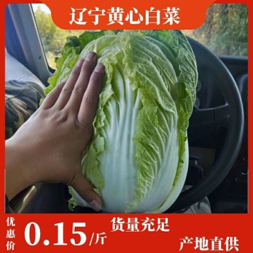【凌海白菜】黄心白菜大量上市，质量保证，量大优惠货到付款