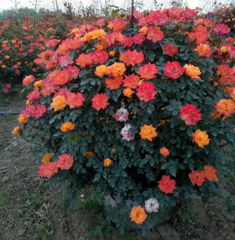 苗圃基地供应月季花球小女孩彩虹甜梦等品种花球