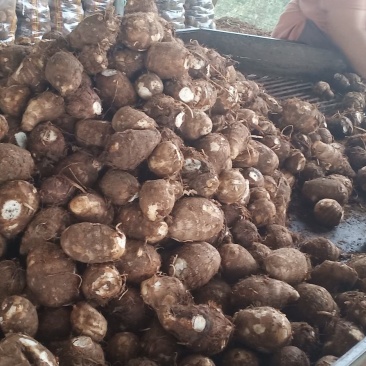 大美芋头欢迎采购，价格美丽！
