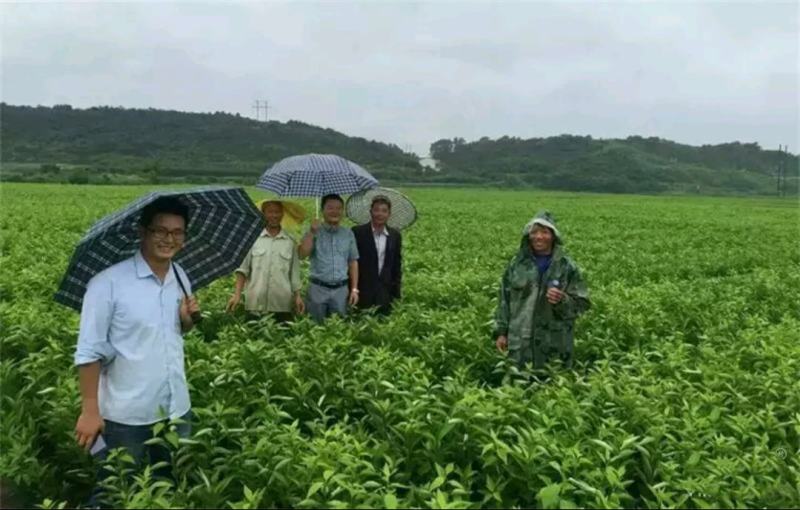 水蜜柚苗/纯甜蜜柚品种纯度品质保障/基地现挖现发保湿发货