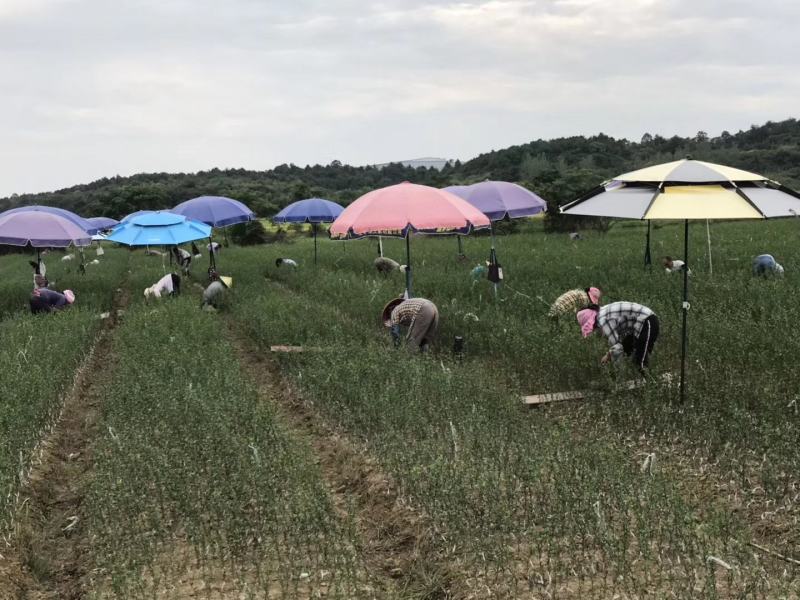 水蜜柚苗/纯甜蜜柚品种纯度品质保障/基地现挖现发保湿发货