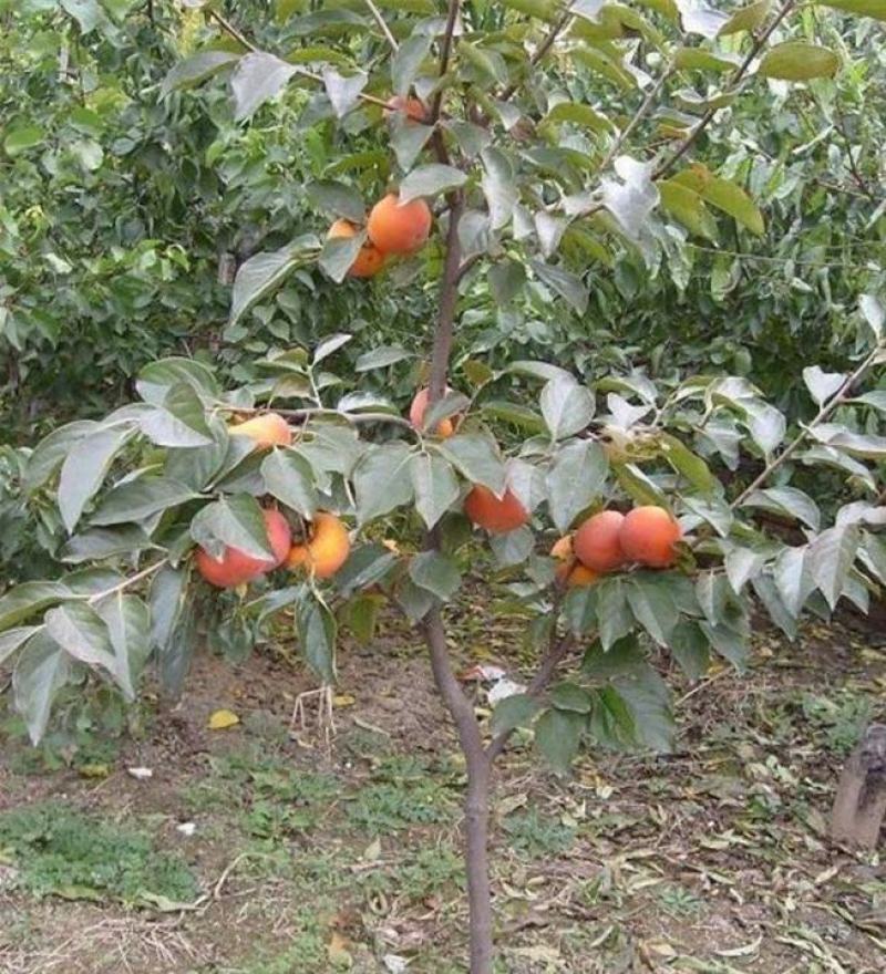 大磨盘柿子树苗嫁接苗南方北方种植现挖现发保湿邮寄