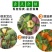 大磨盘柿子树苗嫁接苗南方北方种植现挖现发保湿邮寄