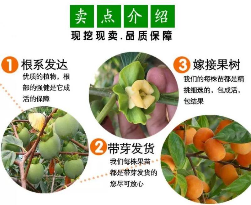 大磨盘柿子树苗嫁接苗南方北方种植现挖现发保湿邮寄