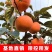 大磨盘柿子树苗嫁接苗南方北方种植现挖现发保湿邮寄