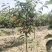 大磨盘柿子树苗嫁接苗南方北方种植现挖现发保湿邮寄