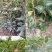 大磨盘柿子树苗嫁接苗南方北方种植现挖现发保湿邮寄