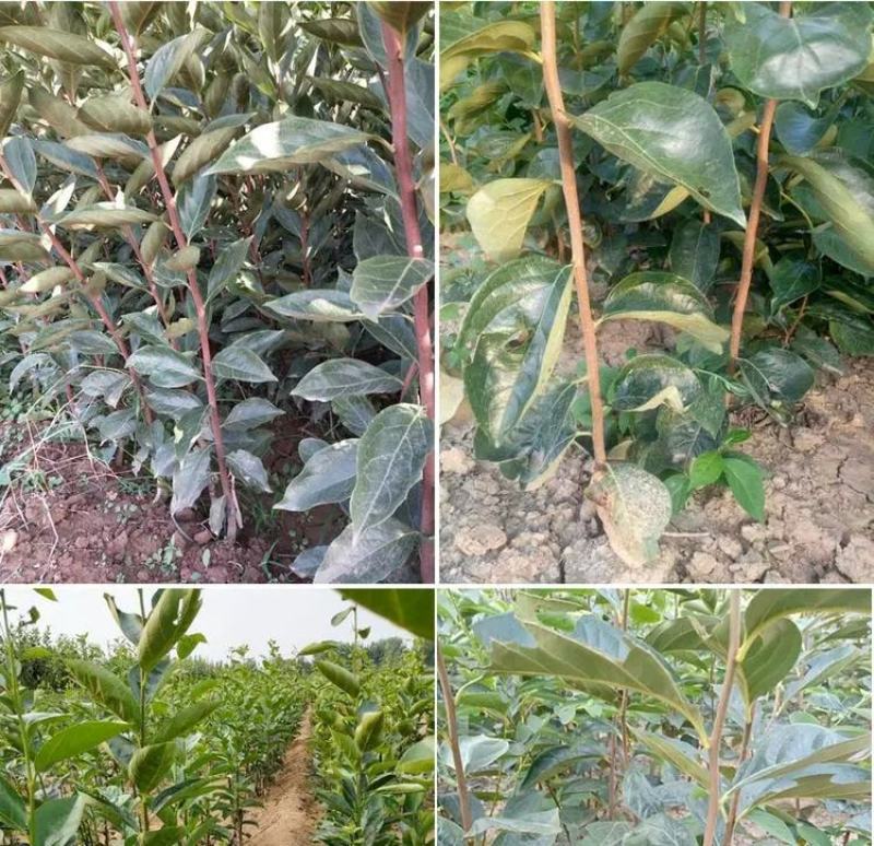 大磨盘柿子树苗嫁接苗南方北方种植现挖现发保湿邮寄