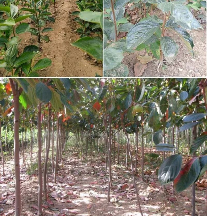 大磨盘柿子树苗嫁接苗南方北方种植现挖现发保湿邮寄