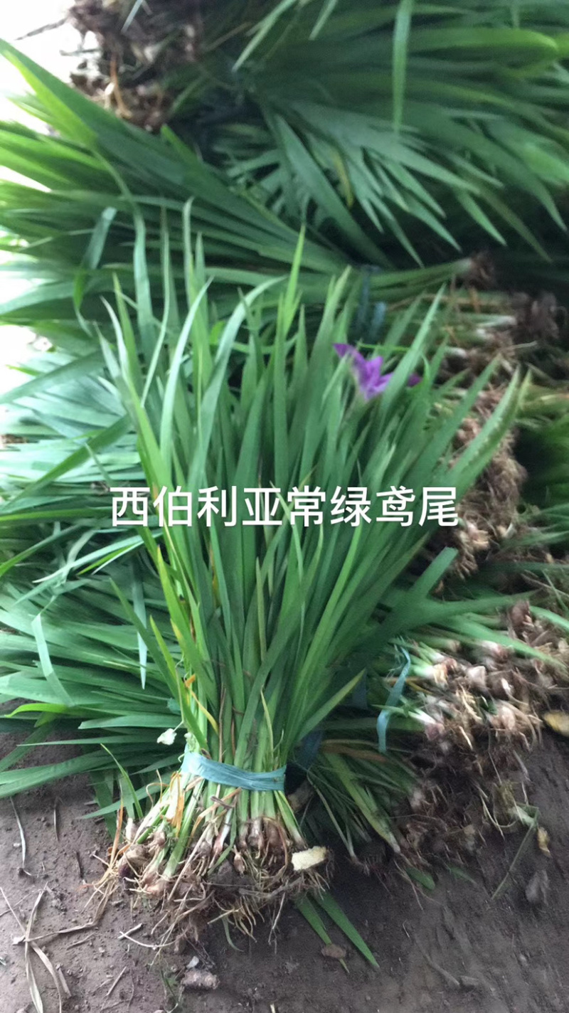出售水生植物西伯利亚常绿鸢尾粉色红色黄色品种