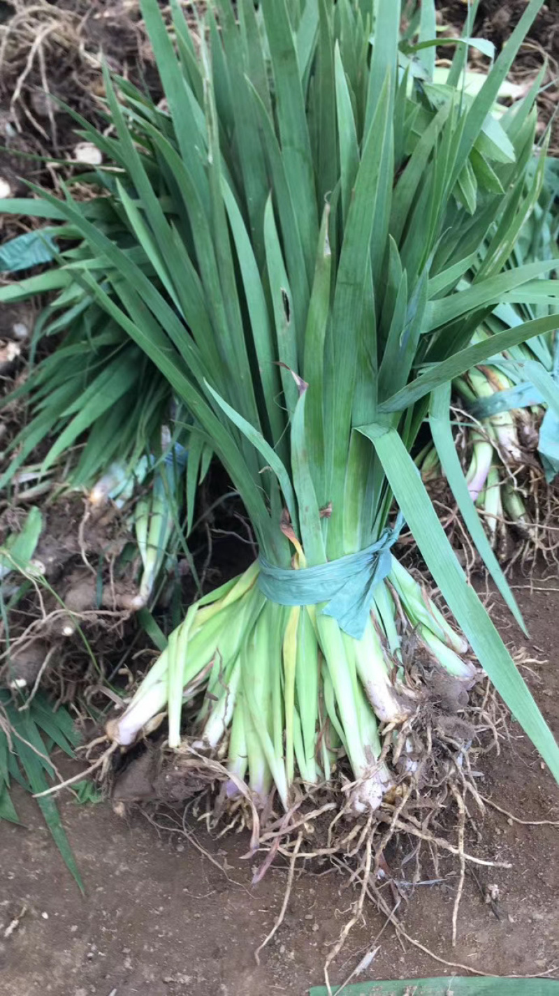 出售水生植物西伯利亚常绿鸢尾粉色红色黄色品种