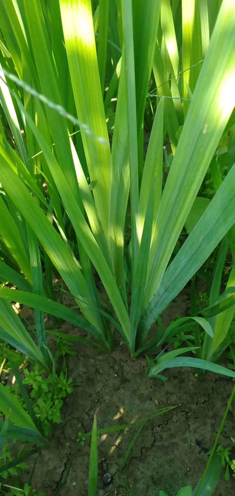 出售水生植物西伯利亚常绿鸢尾粉色红色黄色品种