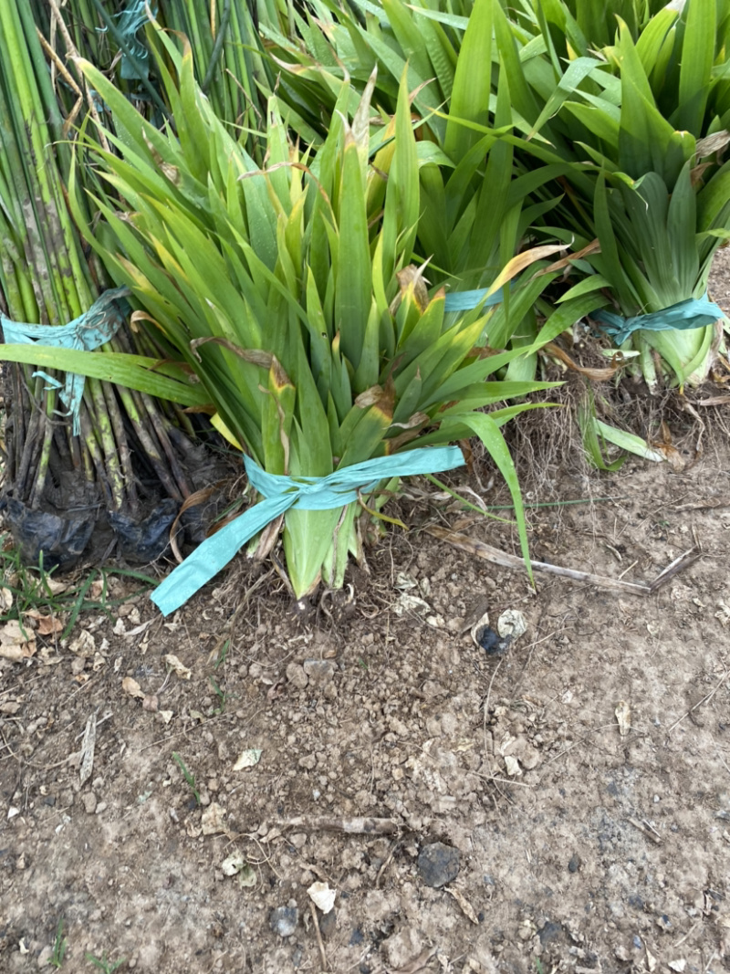 出售水生植物西伯利亚常绿鸢尾粉色红色黄色品种