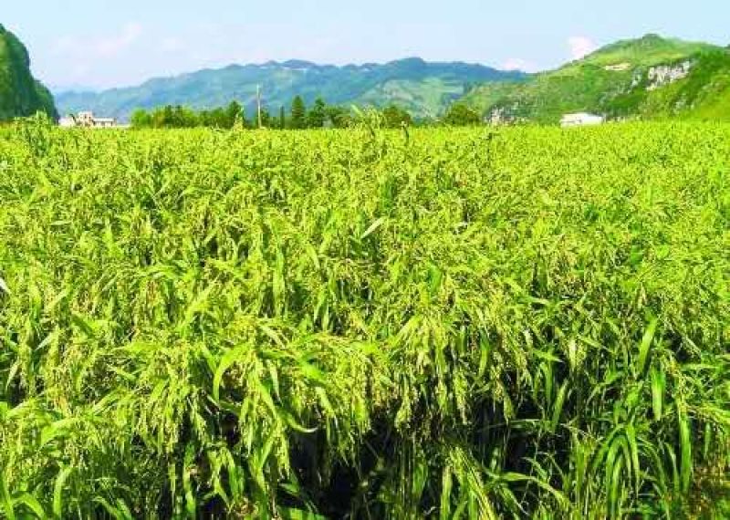 源自长寿之乡的薏仁米出售