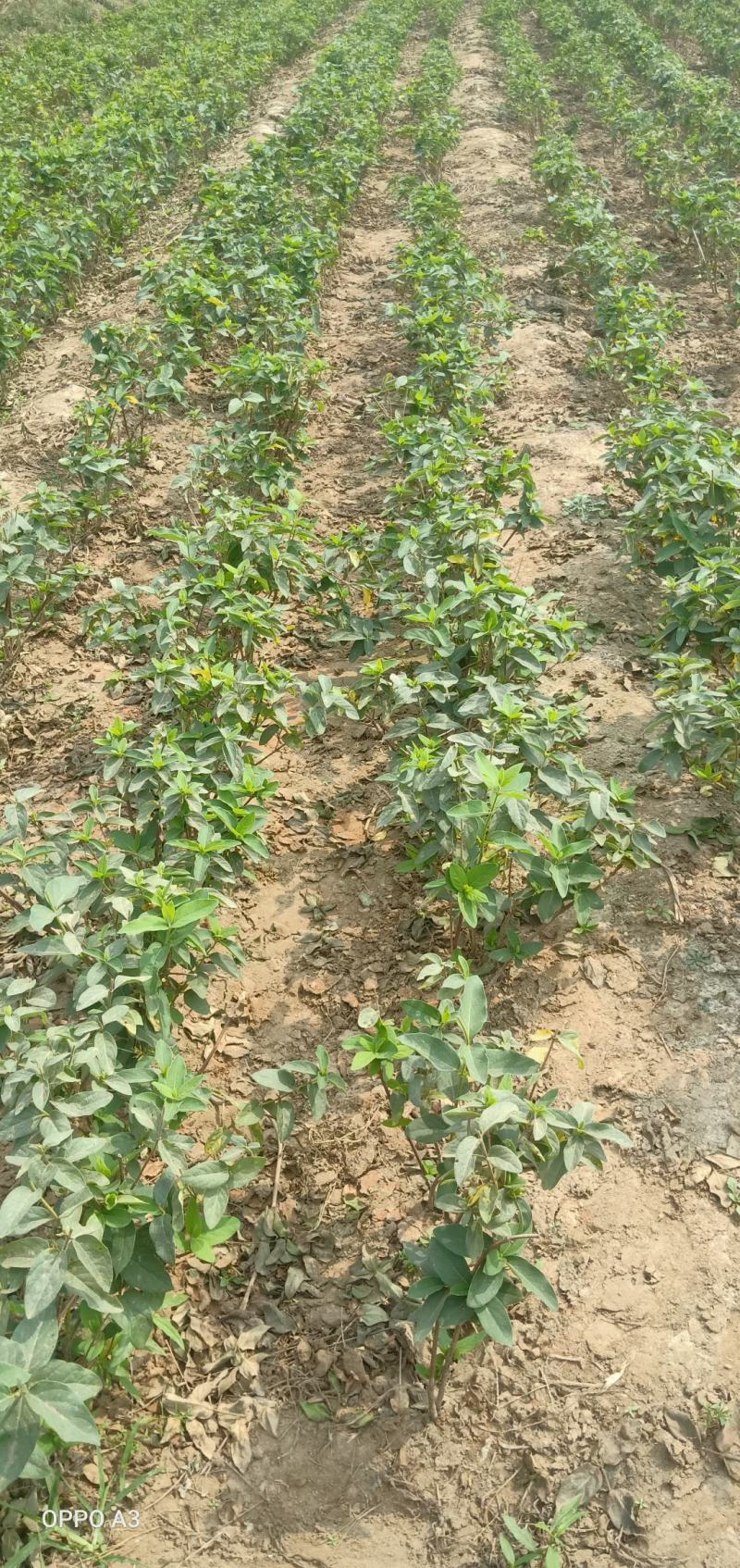 金银花苗，基地直发包存活，南北方种植包技术指导