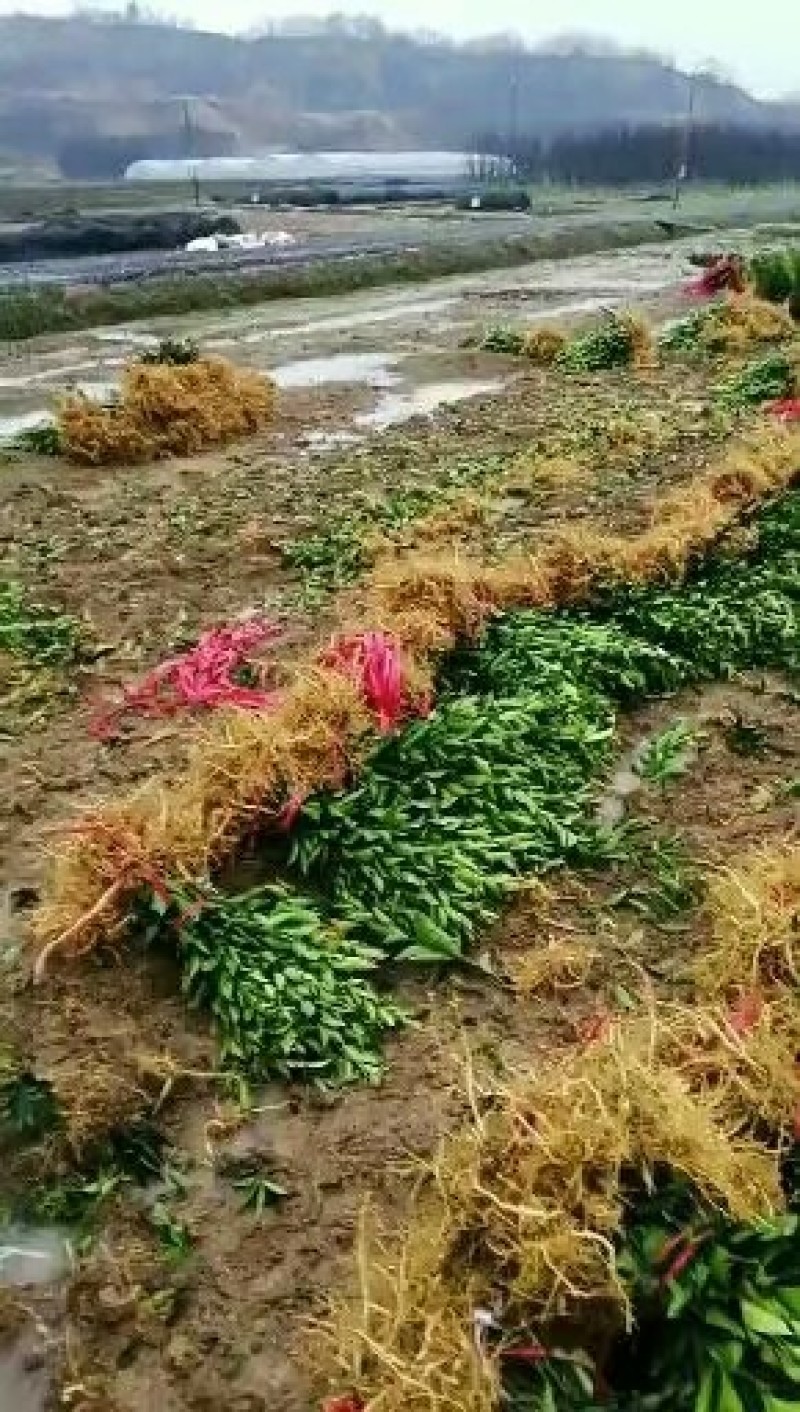 卡拉卡拉红肉脐橙/纯度品质保证，签订合同免费技术指导