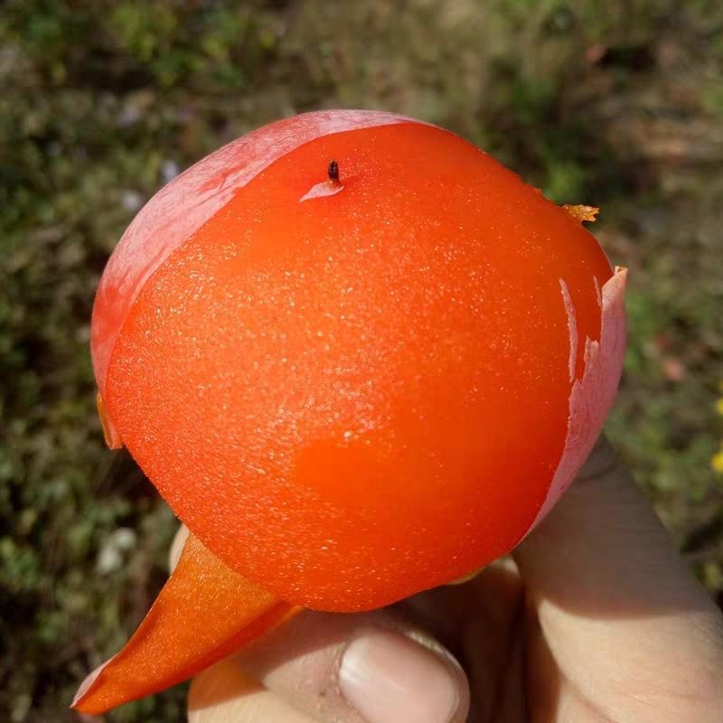 陕西临潼火晶柿子苗树甜软吸食柿子南方北方种植
