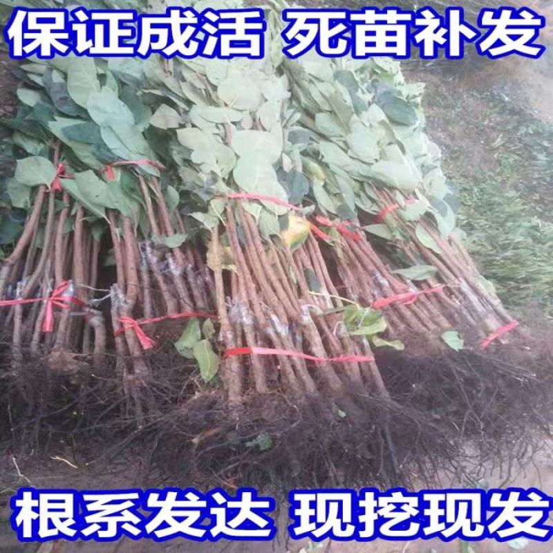 陕西临潼火晶柿子苗树甜软吸食柿子南方北方种植