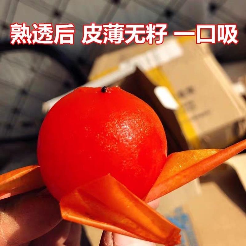 陕西临潼火晶柿子苗树甜软吸食柿子南方北方种植