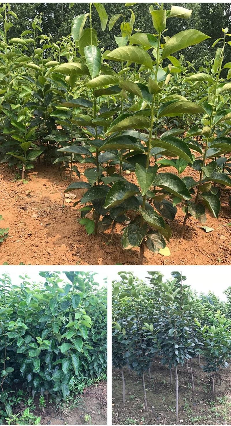 陕西临潼火晶柿子苗树甜软吸食柿子南方北方种植