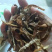 陈皮老陈皮丝新会陈皮