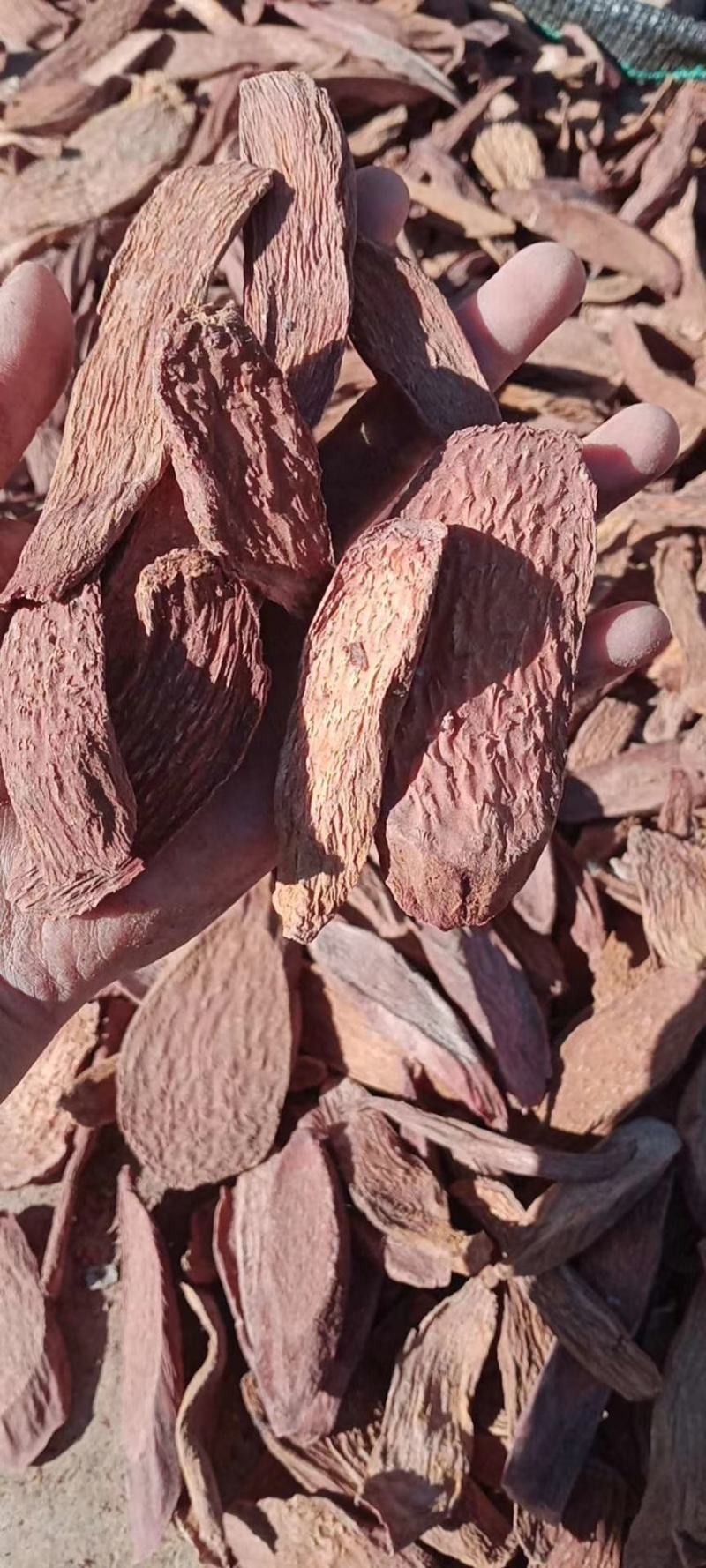 推荐原产地直供，量大从优锁阳片常年有货可供应欢迎咨询