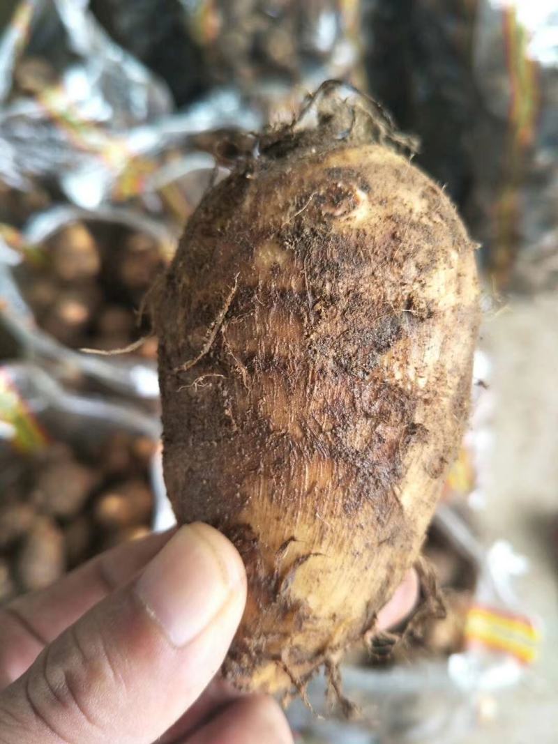 【精品】山东芋头8520，毛芋头，大量上市，大球，中球，