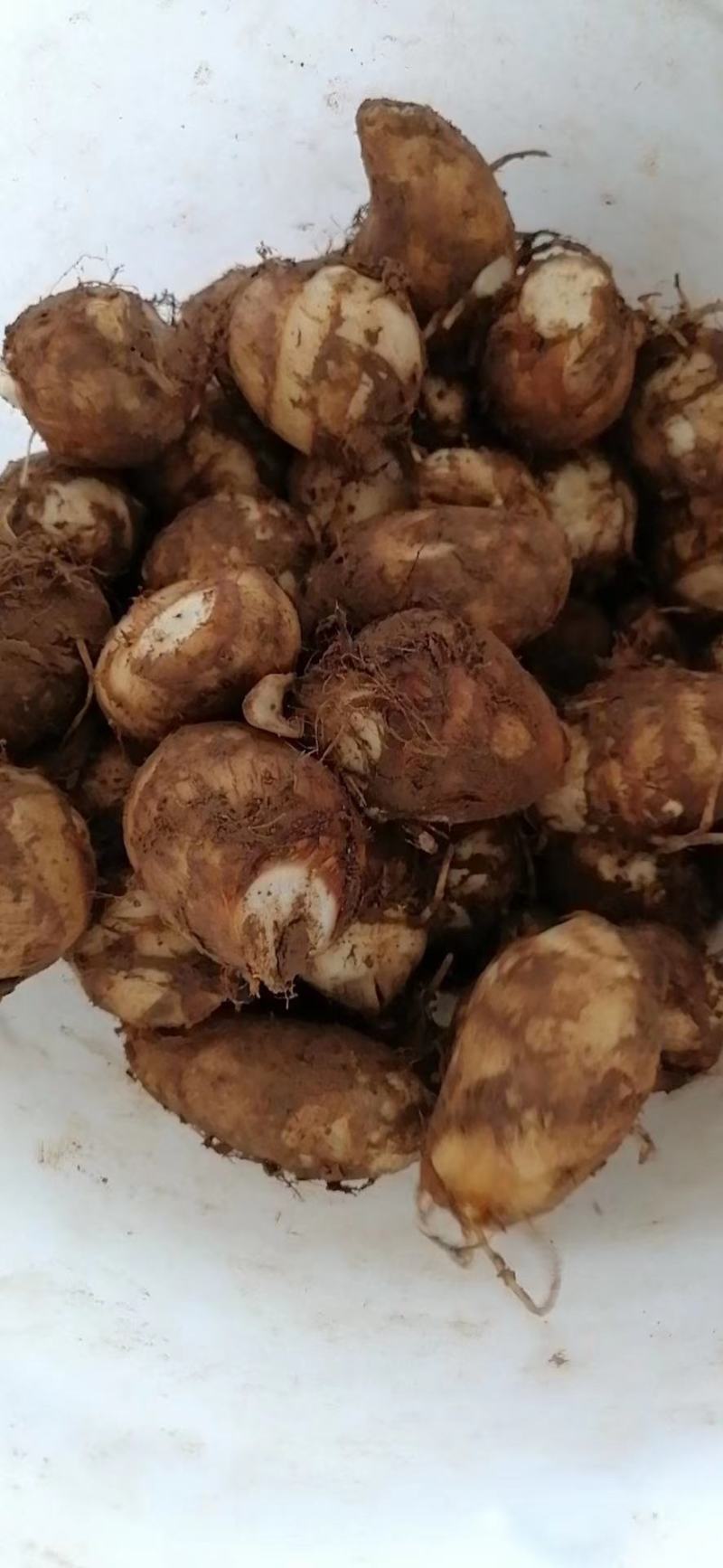 【精品】山东芋头8520，毛芋头，大量上市，大球，中球，