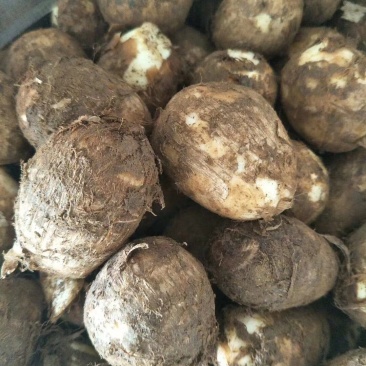 【精品】山东芋头8520,毛芋头,大量上市,大球,中球,