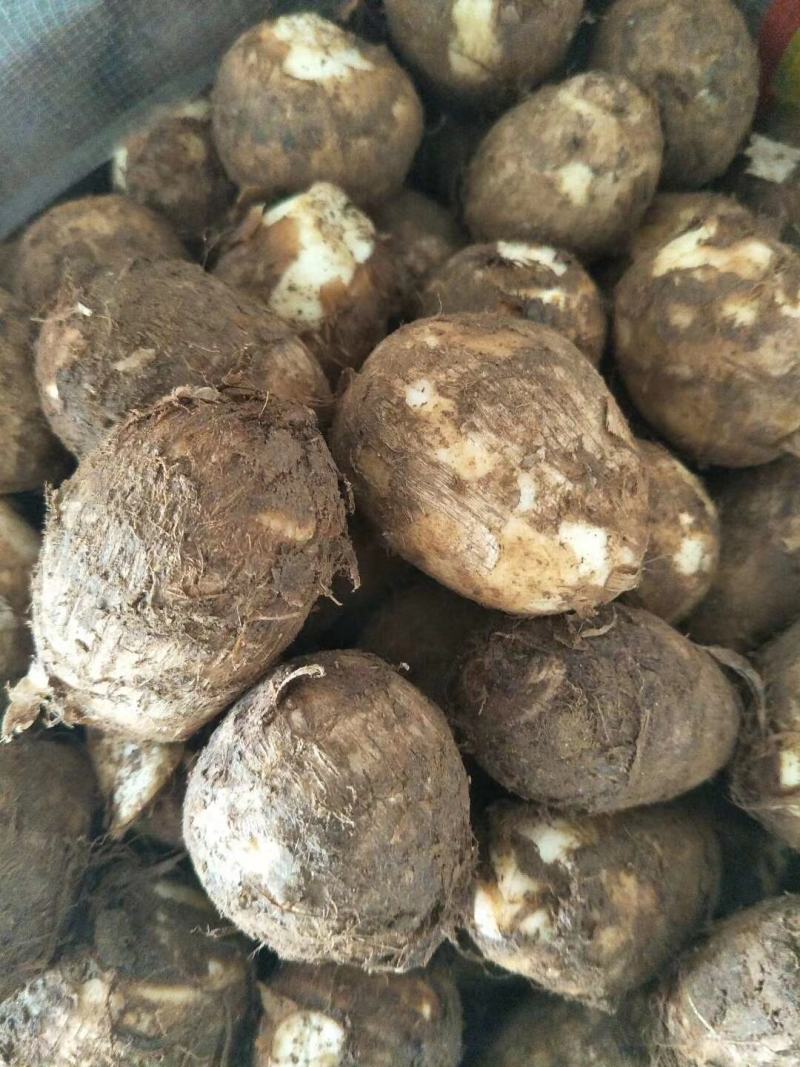 【精品】山东芋头8520，毛芋头，大量上市，大球，中球，