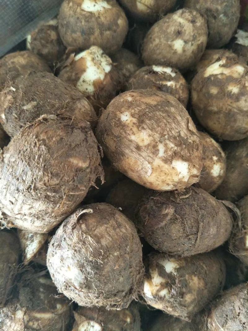 【精品】山东芋头8520，毛芋头，大量上市，大球，中球，