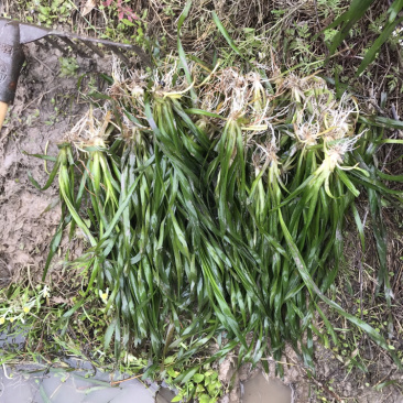 矮叶苦草/水葱子/常年青绿清水能力超强