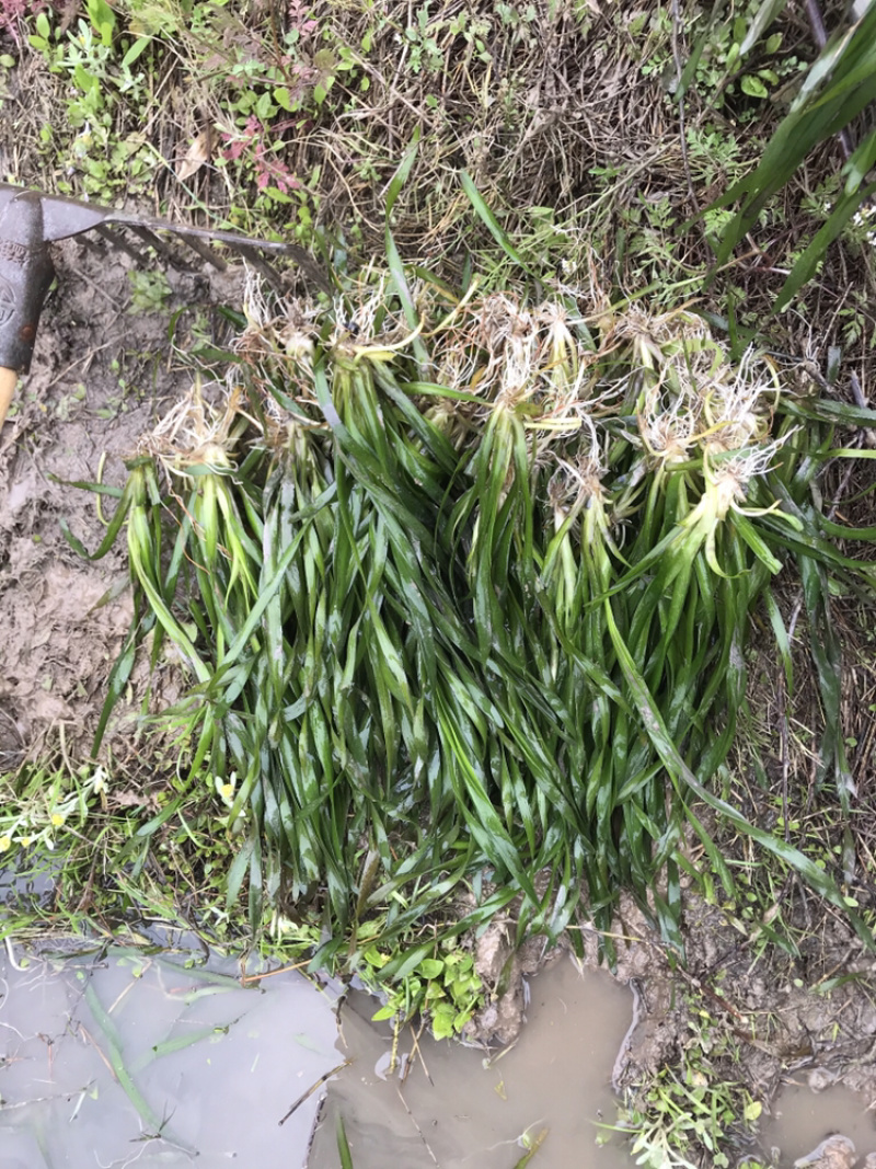 矮叶苦草/水葱子/常年青绿清水能力超强