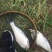 鳊鱼