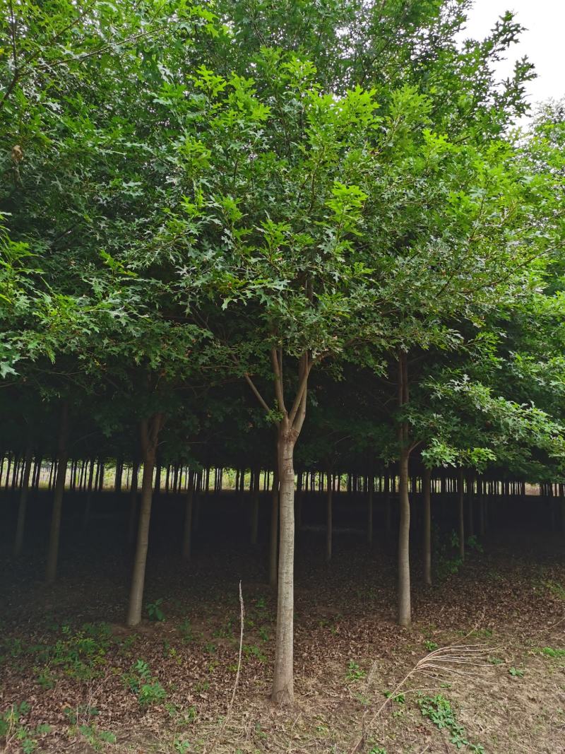 基地直供娜塔栎，北美红栎，规格1-15公分，货源充足