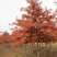 基地直供娜塔栎，北美红栎，规格1-15公分，货源充足