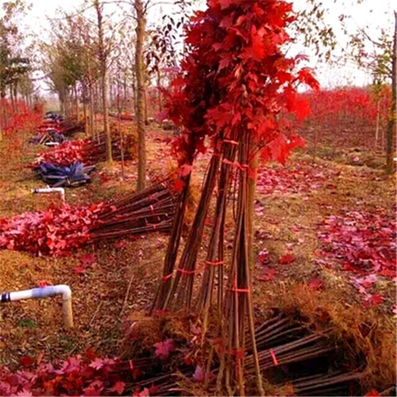 基地直供娜塔栎，北美红栎，规格1-15公分，货源充足