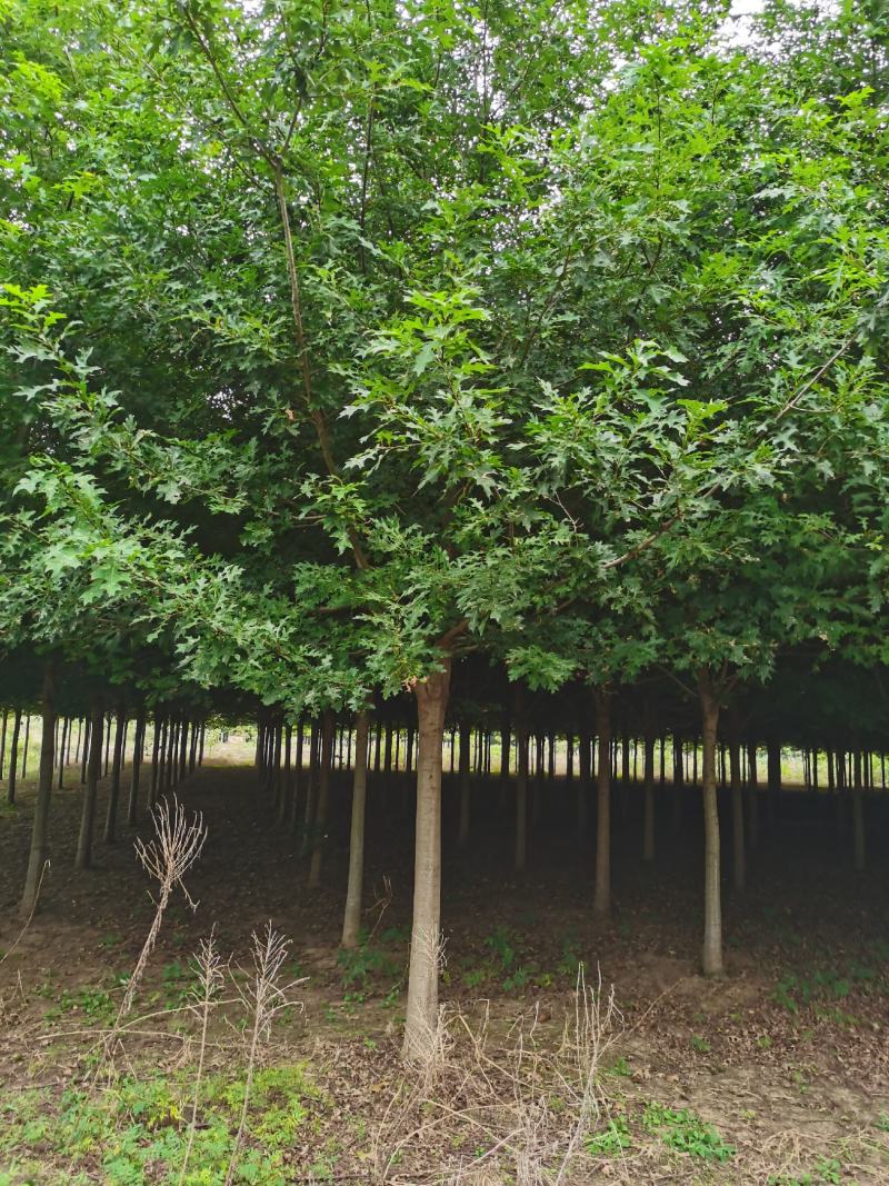 基地直供娜塔栎，北美红栎，规格1-15公分，货源充足