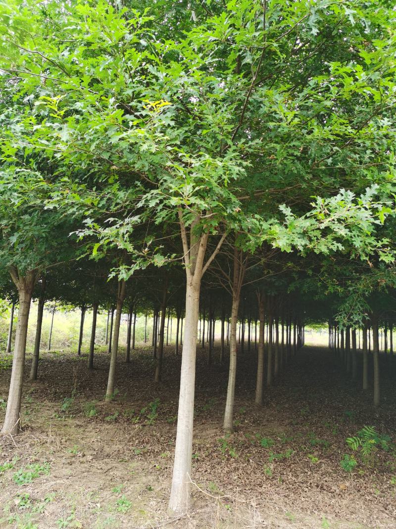基地直供娜塔栎，北美红栎，规格1-15公分，货源充足