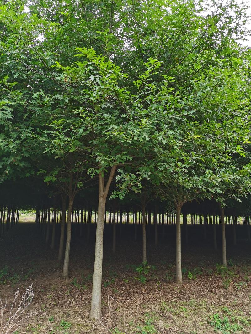基地直供娜塔栎，北美红栎，规格1-15公分，货源充足