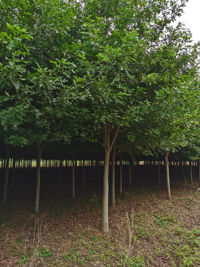 基地直供娜塔栎，北美红栎，规格1-15公分，货源充足