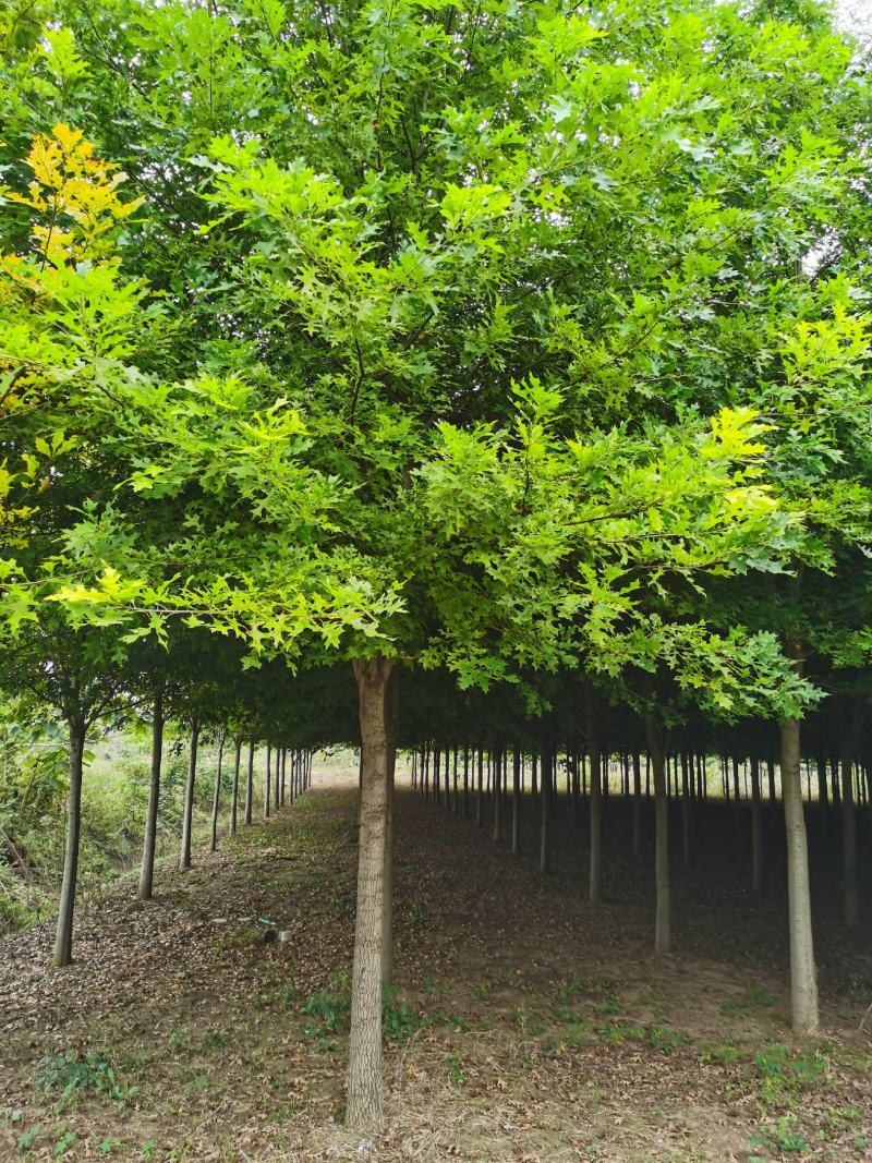基地直供娜塔栎，北美红栎，规格1-15公分，货源充足