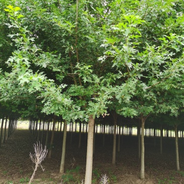 基地直供娜塔栎，北美红栎，规格1-15公分，货源充足