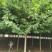 基地直供娜塔栎，北美红栎，规格1-15公分，货源充足