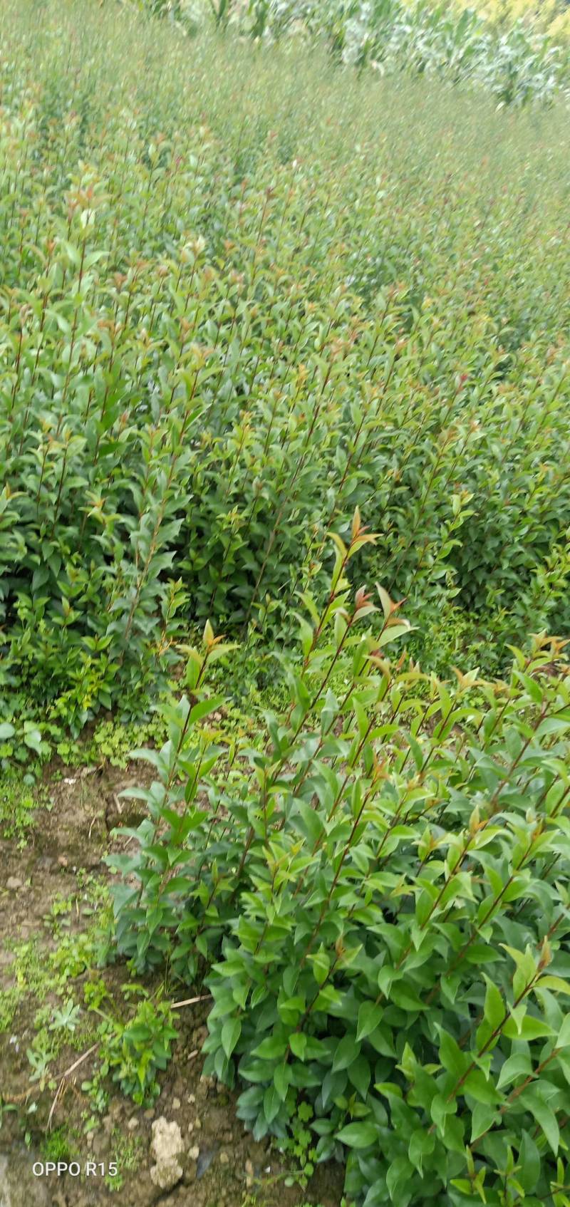湖北省利川大叶女贞，基地直发，量大质优，大量现货