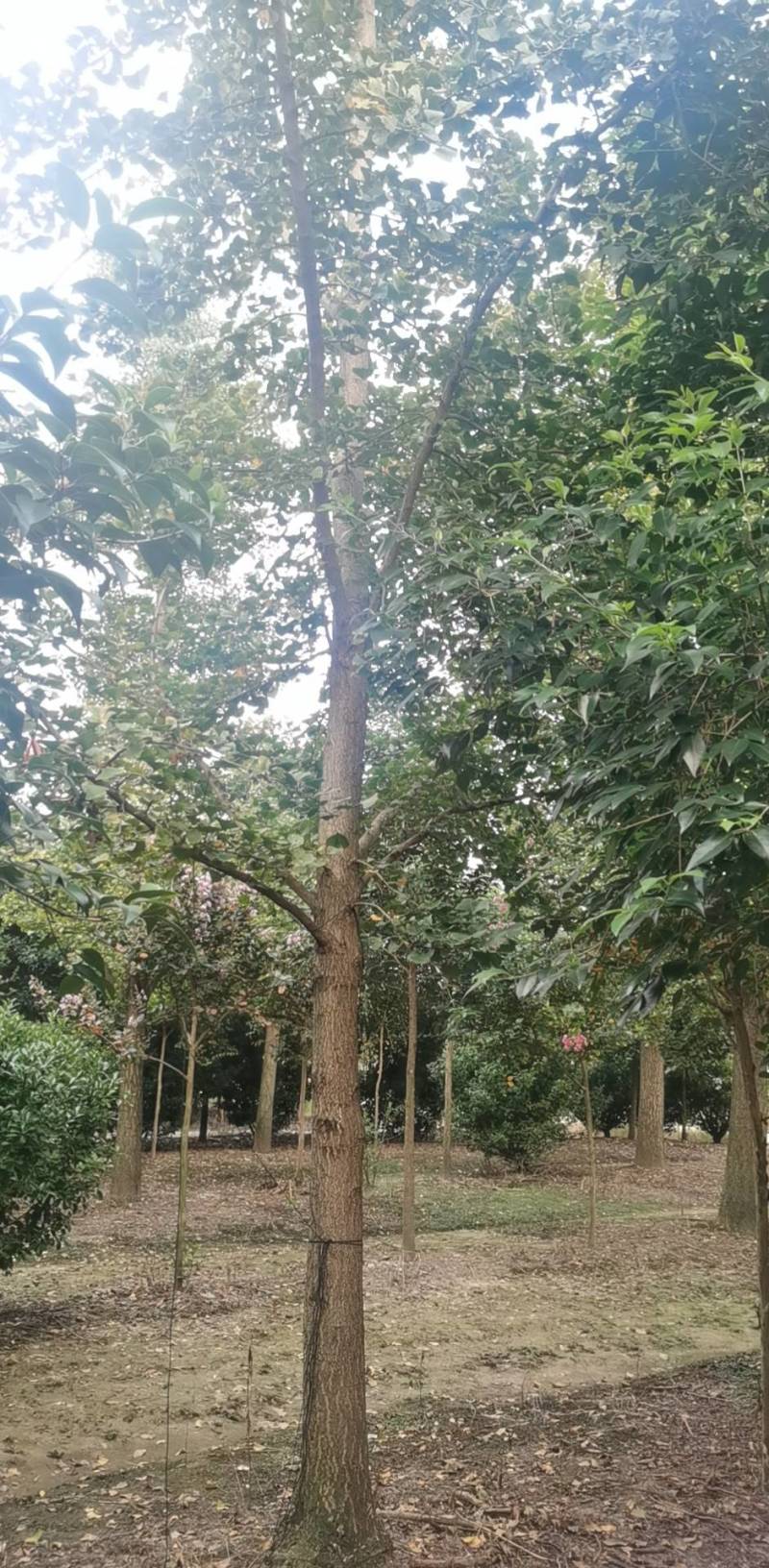胸径15公分银杏江苏东台热门畅销树种，自己苗圃货